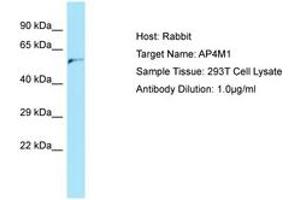 Image no. 1 for anti-Adaptor-Related Protein Complex 4, mu 1 Subunit (Ap4m1) (AA 345-394) antibody (ABIN6750154) (AP4M1 Antikörper  (AA 345-394))