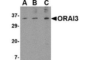 Western Blotting (WB) image for anti-ORAI Calcium Release-Activated Calcium Modulator 3 (ORAI3) (N-Term) antibody (ABIN1031497) (ORAI3 Antikörper  (N-Term))