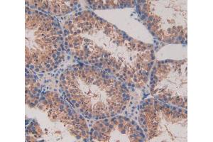 IHC-P analysis of testis tissue, with DAB staining. (MAPKAP Kinase 2 Antikörper  (AA 117-337))