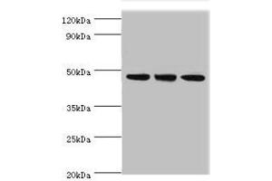 Western blot All lanes: PELI1 antibody at 7 μg/mL Lane 1: HL60 whole cell lysate Lane 2: Mouse liver tissue Lane 3: THP-1 whole cell lysate Secondary Goat polyclonal to rabbit IgG at 1/10000 dilution Predicted band size: 46 kDa Observed band size: 46 kDa (Pellino 1 Antikörper  (AA 1-250))