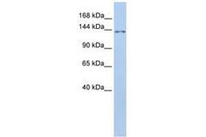 Image no. 1 for anti-Transmembrane Protein 132B (TMEM132B) (AA 828-877) antibody (ABIN6741078) (TMEM132B Antikörper  (AA 828-877))