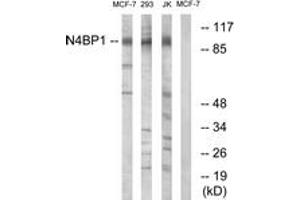 Western blot analysis of extracts from MCF-7/Jurkat/293 cells, using N4BP1 Antibody.