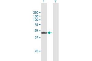 Western Blot analysis of NR2E3 expression in transfected 293T cell line by NR2E3 MaxPab polyclonal antibody. (NR2E3 Antikörper  (AA 1-410))
