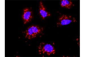 Proximity Ligation Analysis of protein-protein interactions between EGFR and HSPA1B. (HSPA1B Antikörper  (AA 531-611))