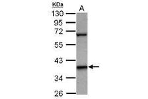 Image no. 1 for anti-LIM Homeobox 5 (LHX5) (Internal Region) antibody (ABIN1496073) (LHX5 Antikörper  (Internal Region))