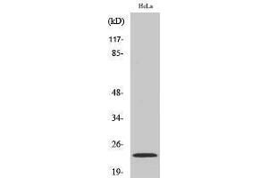 Western Blotting (WB) image for anti-Non-Metastatic Cells 1, Protein (NM23A) Expressed in (NME1) (Internal Region) antibody (ABIN3185922)