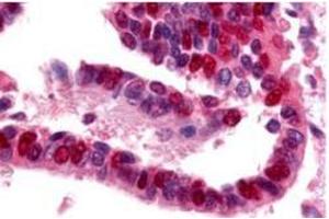 Image no. 1 for anti-Ubiquitin-Like Modifier Activating Enzyme 1 (UBA1) antibody (ABIN226628) (UBA1 Antikörper)