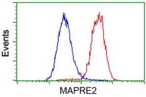 Image no. 2 for anti-Microtubule-Associated Protein, RP/EB Family, Member 2 (MAPRE2) antibody (ABIN1499315) (MAPRE2 Antikörper)