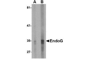 Image no. 1 for anti-Endonuclease G (ENDOG) (AA 76-170) antibody (ABIN1491666) (Endonuclease G Antikörper  (AA 76-170))