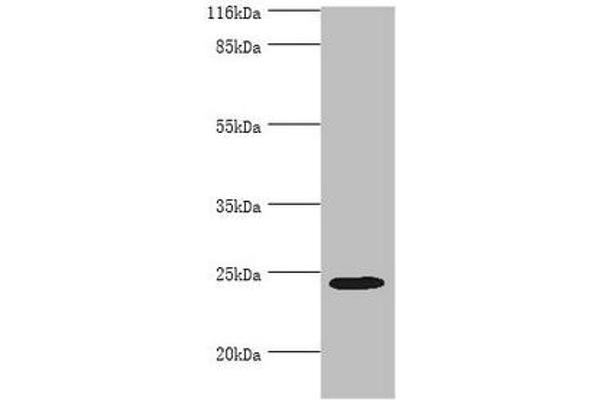 MIS12 Antikörper  (AA 1-305)