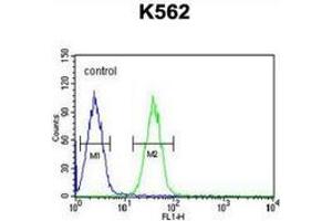 Flow cytometric analysis of K562 cells (right histogram) compared to a negative control cell (left histogram) using EFHC2  Antibody (N-term), followed by FITC-conjugated goat-anti-rabbit secondary antibodies.