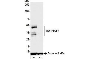 Western Blotting (WB) image for anti-Transcription Factor 7 (T-Cell Specific, HMG-Box) (TCF7) (AA 200-250) antibody (ABIN7449420) (Rekombinanter TCF7 Antikörper  (AA 200-250))