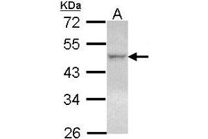Western Blotting (WB) image for anti-Nuclear Receptor Subfamily 1, Group H, Member 2 (NR1H2) (AA 162-325) antibody (ABIN467613) (NR1H2 Antikörper  (AA 162-325))
