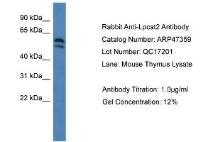 Western Blotting (WB) image for anti-Lysophosphatidylcholine Acyltransferase 2 (LPCAT2) (C-Term) antibody (ABIN2782921) (LPCAT2 Antikörper  (C-Term))