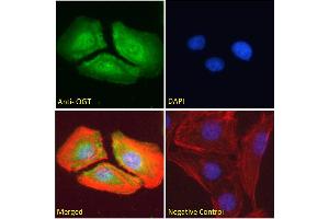 Immunofluorescence (IF) image for anti-O-Linked N-Acetylglucosamine (GlcNAc) Transferase (UDP-N-Acetylglucosamine:polypeptide-N-Acetylglucosaminyl Transferase) (OGT) (Internal Region) antibody (ABIN190863)