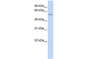 WB Suggested Anti-SRP54 Antibody Titration:  0. (SRP54 Antikörper  (Middle Region))