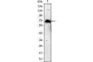 Western blot analysis using KLHL1 mAb against human KLHL1 (AA: 202-506) recombinant protein. (KLHL1 Antikörper)