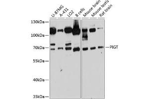 Western blot analysis of extracts of various cell lines, using PIGT antibody (ABIN6129764, ABIN6145621, ABIN6145622 and ABIN6215696) at 1:3000 dilution. (PIGT Antikörper  (AA 260-460))