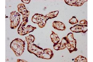 IHC image of ABIN7170935 diluted at 1:300 and staining in paraffin-embedded human placenta tissue performed on a Leica BondTM system. (SLC26A2 Antikörper  (AA 614-739))