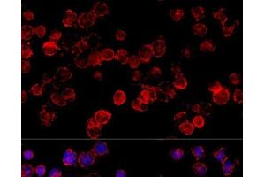 Immunofluorescence (IF) image for anti-Cytochrome P450, Family 3, Subfamily A, Polypeptide 7 (CYP3A7) antibody (ABIN7255117)