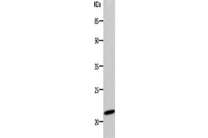 Western Blotting (WB) image for anti-Deoxyuridine Triphosphatase (DUT) antibody (ABIN2425781) (Deoxyuridine Triphosphatase (DUT) Antikörper)