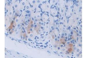 DAB staining on IHC-P; Samples: Mouse Stomach Tissue (Cholecystokinin Antikörper  (AA 1-115))