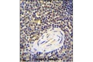AC Antibody (N-term) 1134a immunohistochemistry analysis in formalin fixed and paraffin embedded human spleen tissue followed by peroxidase conjugation of the secondary antibody and DAB staining. (ACAP1 Antikörper  (N-Term))