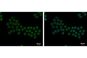 ICC/IF Image Apoptosis-enhancing nuclease antibody [C2C3], C-term detects Apoptosis-enhancing nuclease protein at nucleus by immunofluorescent analysis.