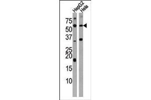 Western blot analysis of anti-ACVR1C Antibody (N-term) in HepG2 and Hela cell line lysate (35ug/lane). (ACVR1C/ALK7 Antikörper  (N-Term))