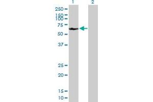 Western Blot analysis of A1CF expression in transfected 293T cell line by A1CF MaxPab polyclonal antibody.