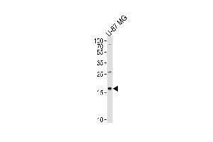 Western blot analysis of lysate from U-87 MG cell line, using CXCL2 Antibody at 1:1000 at each lane. (CXCL2 Antikörper  (C-Term))