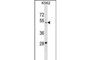 LDHAL6B Antibody (N-term) (ABIN1539391 and ABIN2849977) western blot analysis in K562 cell line lysates (35 μg/lane). (LDHAL6B Antikörper  (N-Term))