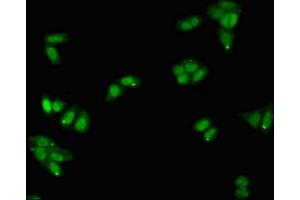Immunofluorescent analysis of HepG2 cells using ABIN7163528 at dilution of 1:100 and Alexa Fluor 488-congugated AffiniPure Goat Anti-Rabbit IgG(H+L) (SERPINA5 Antikörper  (AA 157-367))