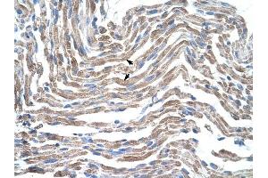 Claudin 11 antibody was used for immunohistochemistry at a concentration of 4-8 ug/ml to stain Skeletal muscle cells (arrows) in Human Muscle. (Claudin 11 Antikörper)