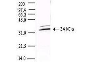 Western blot using  Protein A Purified anti-SARS CoV 3CL Protease antibody shows detection of a 34-kDa band corresponding to the protein. (SARS-CoV-2 NSP5 (3CL-Pro) Antikörper)
