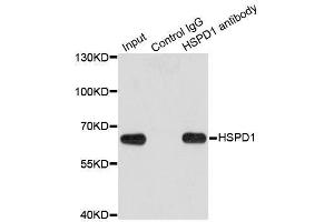Immunoprecipitation (IP) image for anti-Heat Shock 60kDa Protein 1 (Chaperonin) (HSPD1) (AA 27-240) antibody (ABIN3021182)