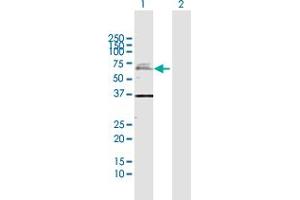 Western Blot analysis of USP2 expression in transfected 293T cell line by USP2 MaxPab polyclonal antibody. (USP2 Antikörper  (AA 1-605))