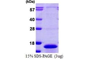 SDS-PAGE (SDS) image for Cell Division Cycle 26 Homolog (CDC26) (AA 1-85) protein (His tag) (ABIN667476) (CDC26 Protein (AA 1-85) (His tag))