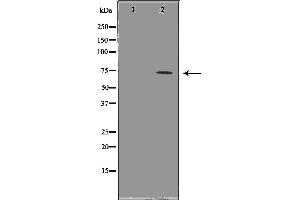 Western blot analysis of Hela whole cell lysates, using HSPA1L Antibody. (HSPA1L Antikörper  (Internal Region))