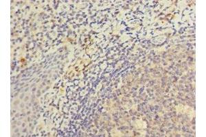 Immunohistochemistry of paraffin-embedded human tonsil tissue using ABIN7157532 at dilution of 1:100 (KIR3DL3 Antikörper  (AA 26-322))