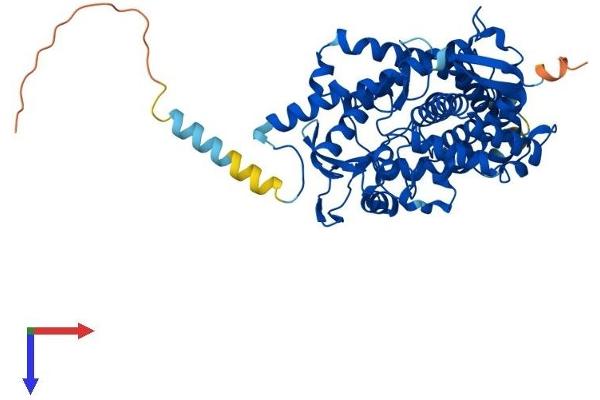 Aromatase Protein (AA 1-503) (His tag)