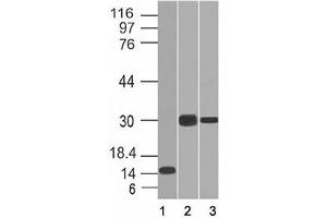 Western blot of 1) partial recombinant protein, 2) Panc-28 and 3) PANC1 cell lysate using CELA3B antibody (CELA3B/1218). (Elastase 3B Antikörper  (AA 82-238))