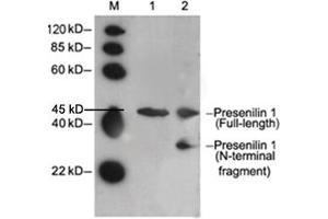 Lane 1: Mouse brain tissue lysateLane 2: Hela cell lysate Primary antibody: 2 µg/mL Rabbit Anti-Presenilin 1 Polyclonal Antibody (ABIN398552) Secondary antibody: Goat Anti-Rabbit IgG (H&L) [HRP] Polyclonal Antibody (ABIN398323, 1: 5,000) The signal was developed with LumiSensorTM HRP Substrate Kit (ABIN769939)