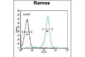 Flow cytometric analysis of Ramos cells (right histogram) compared to a negative control cell (left histogram). (PAX5 Antikörper  (AA 178-207))