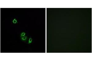 Immunofluorescence analysis of A549 cells, using OR2L5 Antibody. (OR2L5 Antikörper  (AA 241-290))