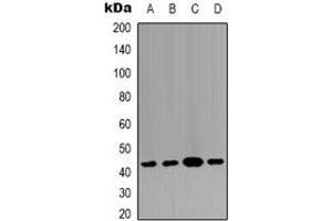 Western blot analysis of p38 expression in HEK293T (A), Raw264. (MAPK14 Antikörper)