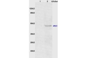 Lane 1: mouse mouse lysates Lane 2: mouse heart lysates probed with Anti Phospho-CEBP alpha (Thr222/226) Polyclonal Antibody, Unconjugated (ABIN683563) at 1:200 in 4 °C. (CEBPA Antikörper  (pThr226))