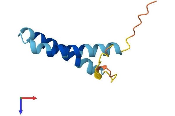 SS18L2 Protein (AA 1-77) (Fc Tag)