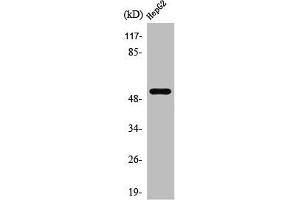 Western Blot analysis of HepG2 cells using PRPH Polyclonal Antibody (Peripherin Antikörper  (C-Term))