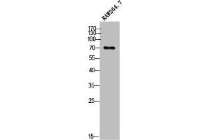 Western Blot analysis of RAW264. (OLFML2A Antikörper  (Internal Region))